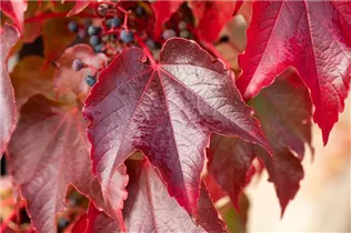 Parthenocissus tricuspidata - Dreilappige Jungfernrebe Parthenocissus tricuspidata - Dreilappige Jungfernrebe