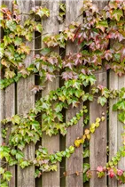 Parthenocissus tricuspidata - Dreilappige Jungfernrebe Parthenocissus tricuspidata - Dreilappige Jungfernrebe