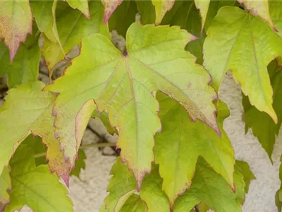 Parthenocissus tricuspidata 'Veitchii' - Dreilappige Jungfernrebe 'Veitchii' Parthenocissus tricuspidata 'Veitchii' - Dreilappige Jungfernrebe 'Veitchii'