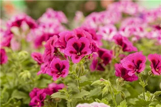 Pelargonium grandiflorum pac® Candy Flowers® - Franse geranium Pelargonium grandiflorum pac® Candy Flowers® - Franse geranium