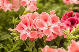 Pelargonium grandiflorum pac® Candy Flowers® - Franse geranium Pelargonium grandiflorum pac® Candy Flowers® - Franse geranium