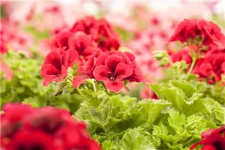 Pelargonium grandiflorum pac® Candy Flowers® - Franse geranium Pelargonium grandiflorum pac® Candy Flowers® - Franse geranium