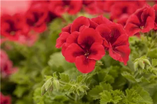 Pelargonium grandiflorum pac® Candy Flowers® - Franse geranium Pelargonium grandiflorum pac® Candy Flowers® - Franse geranium