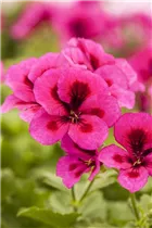 Pelargonium grandiflorum pac® Candy Flowers® - Franse geranium Pelargonium grandiflorum pac® Candy Flowers® - Franse geranium