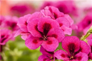 Pelargonium grandiflorum pac® Candy Flowers® - Franse geranium Pelargonium grandiflorum pac® Candy Flowers® - Franse geranium
