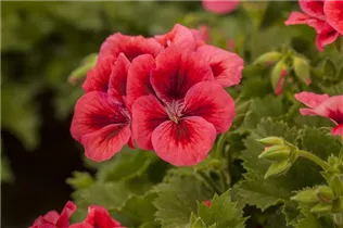 Pelargonium grandiflorum pac® Candy Flowers® - Franse geranium Pelargonium grandiflorum pac® Candy Flowers® - Franse geranium