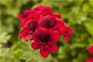 Pelargonium grandiflorum pac® Candy Flowers® - Franse geranium Pelargonium grandiflorum pac® Candy Flowers® - Franse geranium