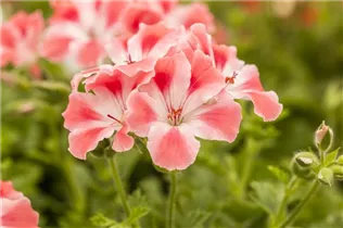 Pelargonium grandiflorum pac® Candy Flowers® - Franse geranium Pelargonium grandiflorum pac® Candy Flowers® - Franse geranium