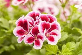 Pelargonium grandiflorum pac® Candy Flowers® - Franse geranium Pelargonium grandiflorum pac® Candy Flowers® - Franse geranium