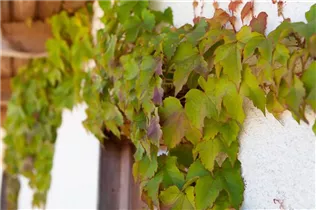 Parthenocissus tricuspidata 'Veitchii' - Dreilappige Jungfernrebe 'Veitchii' Parthenocissus tricuspidata 'Veitchii' - Dreilappige Jungfernrebe 'Veitchii'