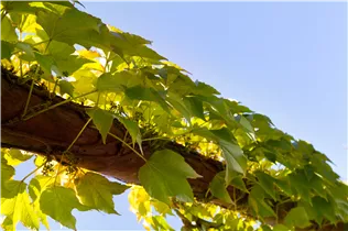 Parthenocissus tricuspidata 'Veitchii' - Dreilappige Jungfernrebe 'Veitchii' Parthenocissus tricuspidata 'Veitchii' - Dreilappige Jungfernrebe 'Veitchii'