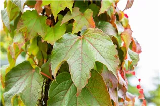 Parthenocissus tricuspidata 'Veitchii' - Dreilappige Jungfernrebe 'Veitchii' Parthenocissus tricuspidata 'Veitchii' - Dreilappige Jungfernrebe 'Veitchii'
