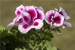 Pelargonium grandiflorum Regalia - Edelgeranie Regalia