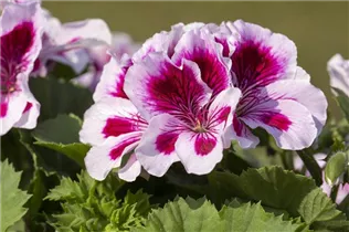Pelargonium grandiflorum Regalia - Edelgeranie Regalia
