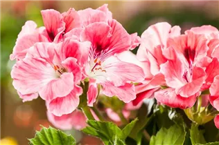 Pelargonium grandiflorum, rosa - Edelgeranie 