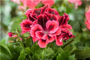 Pelargonium grandiflorum, rot - Edelgeranie