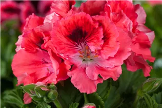 Pelargonium grandiflorum, rot - Edelgeranie