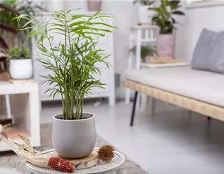 Von grün bis bunt – Mit Zimmerpflanzen jeden Raum aufwerten