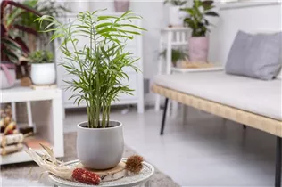 Chamaedorea elegans - Mexikanische Bergpalme Chamaedorea elegans - Mexikanische Bergpalme