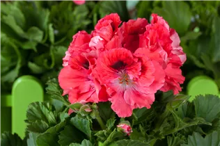Pelargonium grandiflorum, rot - Edelgeranie