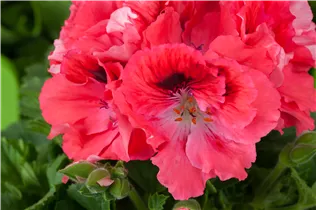 Pelargonium grandiflorum, rot - Edelgeranie