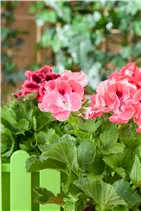 Pelargonium grandiflorum, rot - Edelgeranie