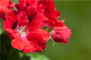 Pelargonium grandiflorum, rot - Edelgeranie