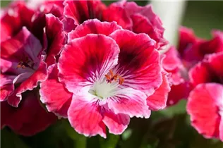 Pelargonium grandiflorum, rot - Edelgeranie