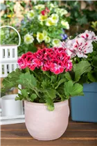 Pelargonium grandiflorum, rot - Edelgeranie