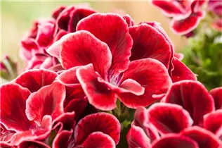 Pelargonium grandiflorum, rot - Edelgeranie