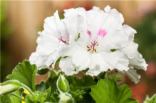 Pelargonium grandiflorum, weiß - Edelgeranie Pelargonium grandiflorum, weiß - Edelgeranie