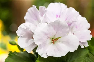 Pelargonium grandiflorum, weiß - Edelgeranie Pelargonium grandiflorum, weiß - Edelgeranie