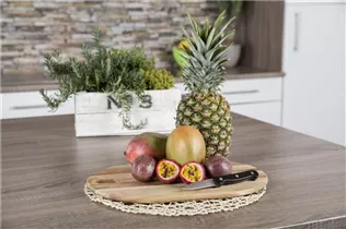 Passiflora edulis - Maracuja Passiflora edulis - Maracuja