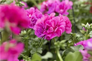 Pelargonium 'Great Balls of Fire' - Pelargonie 'Great Balls of Fire'