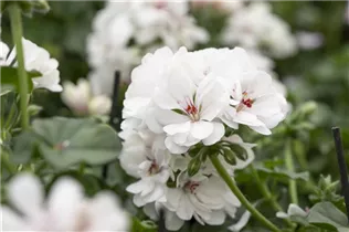 Pelargonium 'Great Balls of Fire' - Pelargonie 'Great Balls of Fire'