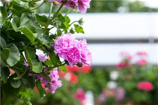 Pelargonium 'Great Balls of Fire' - Pelargonie 'Great Balls of Fire'