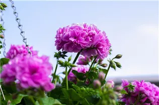 Pelargonium 'Great Balls of Fire' - Pelargonie 'Great Balls of Fire'