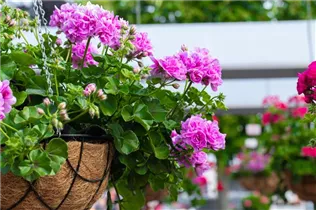 Pelargonium 'Great Balls of Fire' - Pelargonie 'Great Balls of Fire'
