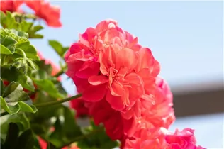 Pelargonium 'Great Balls of Fire' - Pelargonie 'Great Balls of Fire'