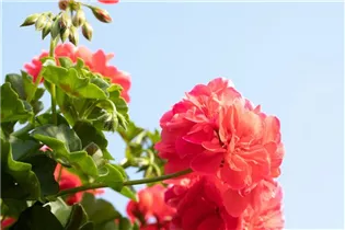 Pelargonium 'Great Balls of Fire' - Pelargonie 'Great Balls of Fire'