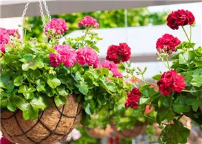 Pelargonium 'Great Balls of Fire' - Pelargonie 'Great Balls of Fire'