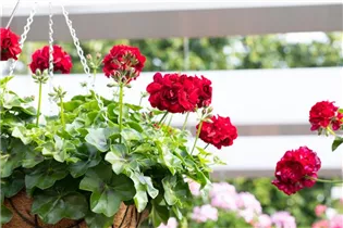 Pelargonium 'Great Balls of Fire' - Pelargonie 'Great Balls of Fire'