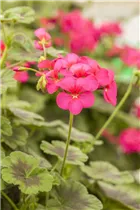 Pelargonium interspecific - Geranie