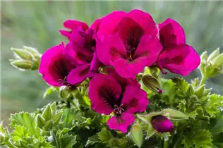Pelargonium interspecific - Geranie