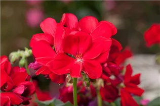 Pelargonium interspecific - Geranie