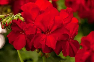 Pelargonium interspecific 'Cassiopeia'® - Pelargonie 'Cassiopeia'®