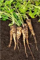 Pastinaca sativa - Echter Pastinak