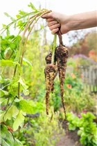 Pastinaca sativa - Echter Pastinak