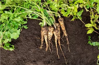 Pastinaca sativa - Echter Pastinak