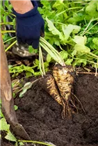 Pastinaca sativa - Echter Pastinak